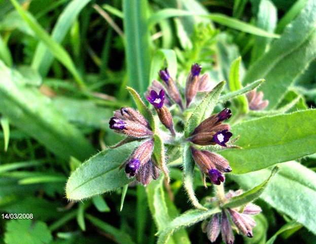 Anchusa officinalis